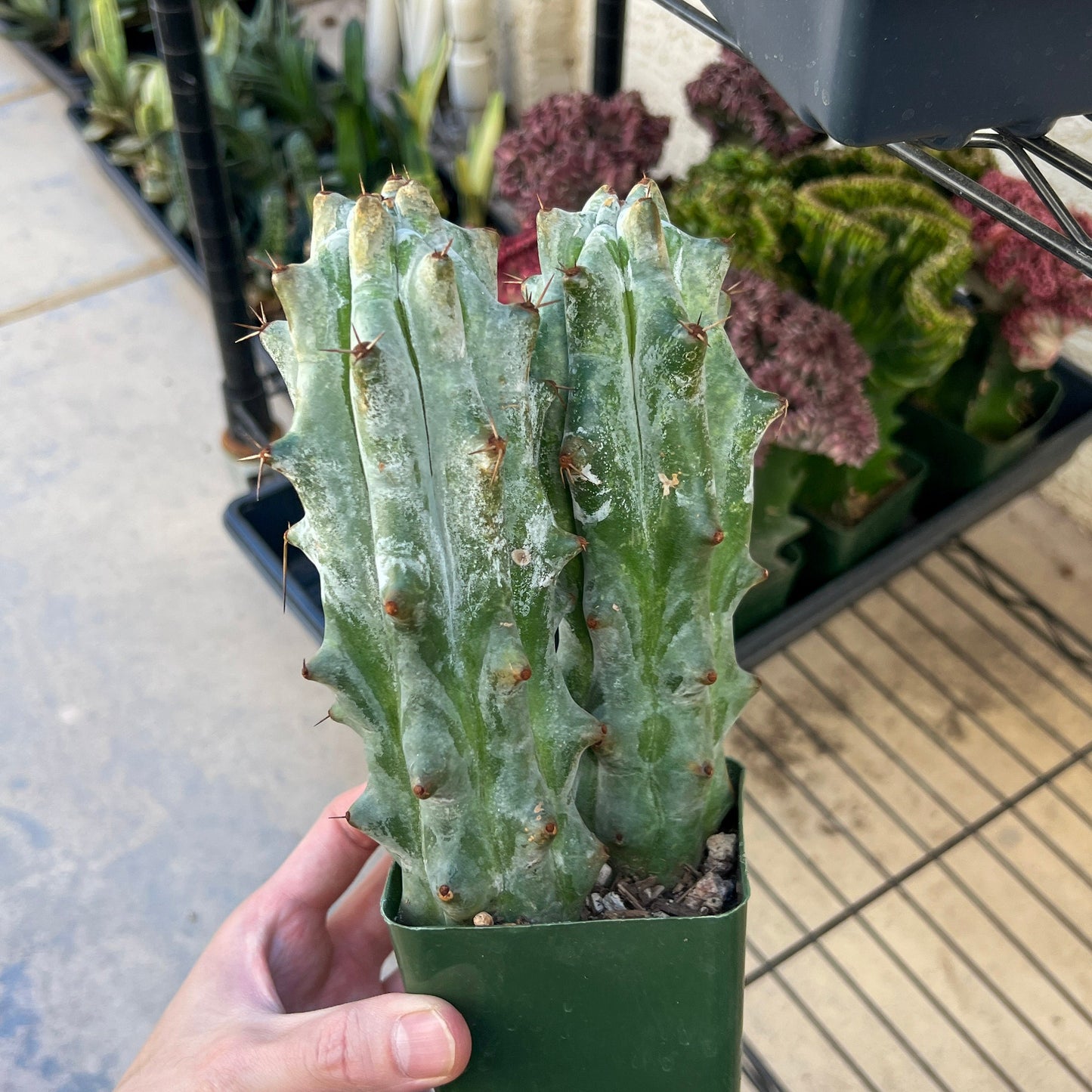 Stenocereus Beneckei (#M31) | White Cactus | Rare Imported Plants | Ghost Cactus