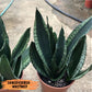 Sansevieria Moonshine Mutant | Choose Your Own Rare Plant