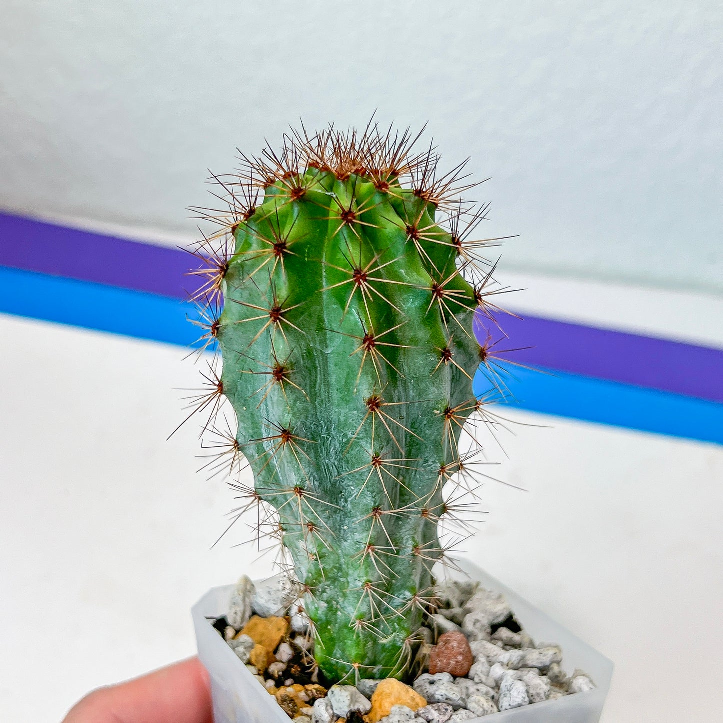 Rare Organ Pipe Cactus (#P1)| Round Cactus | Easy Care Cactus | 2.8Inch Planter