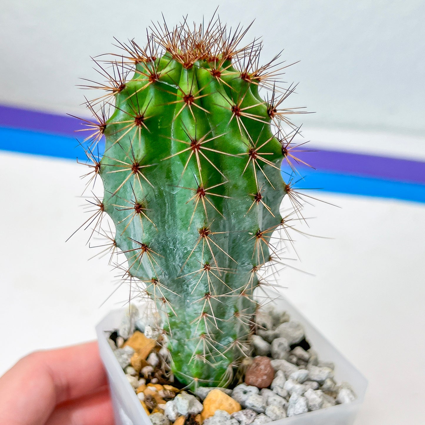 Rare Organ Pipe Cactus (#P1)| Round Cactus | Easy Care Cactus | 2.8Inch Planter