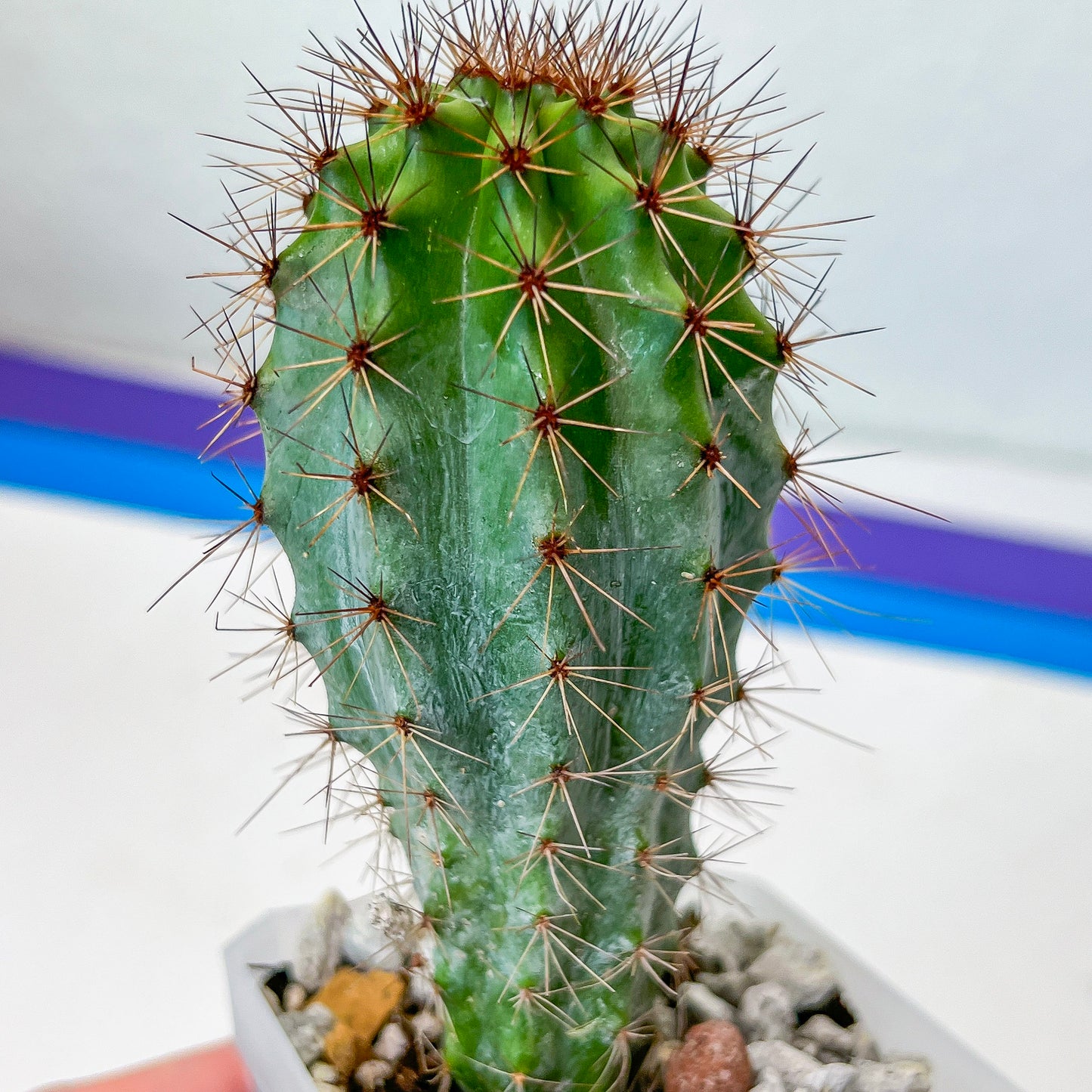 Rare Organ Pipe Cactus (#P1)| Round Cactus | Easy Care Cactus | 2.8Inch Planter