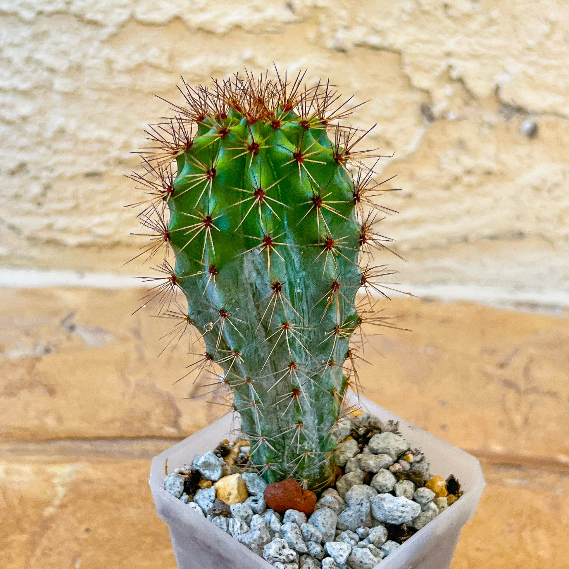 Rare Organ Pipe Cactus (#P1)| Round Cactus | Easy Care Cactus | 2.8Inch Planter