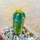 Mini Brazilian Blue Cactus (#P2) | Round Cactus | Easy Care Cactus | 2.8Inch Planter