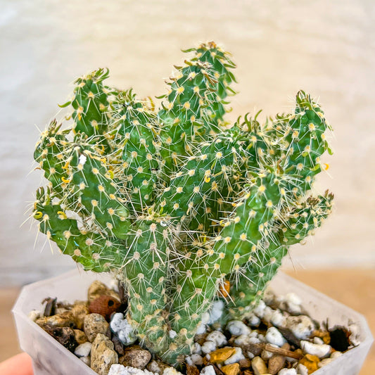 Cylindropuntia Cholla Cactus / Chain link cholla (#P3) | Spiny Shrubby | Tree-like cactus | 2.8Inch Planter