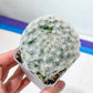 Mammillaria Plumosa (#P5) | Cotton Cactus | Fluffy Cactus | 2.8Inch Planter