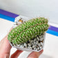 Trichocereus Thelegonus Cristatata (#P8) | GREEN THICK Crested | 2.8Inch Planter