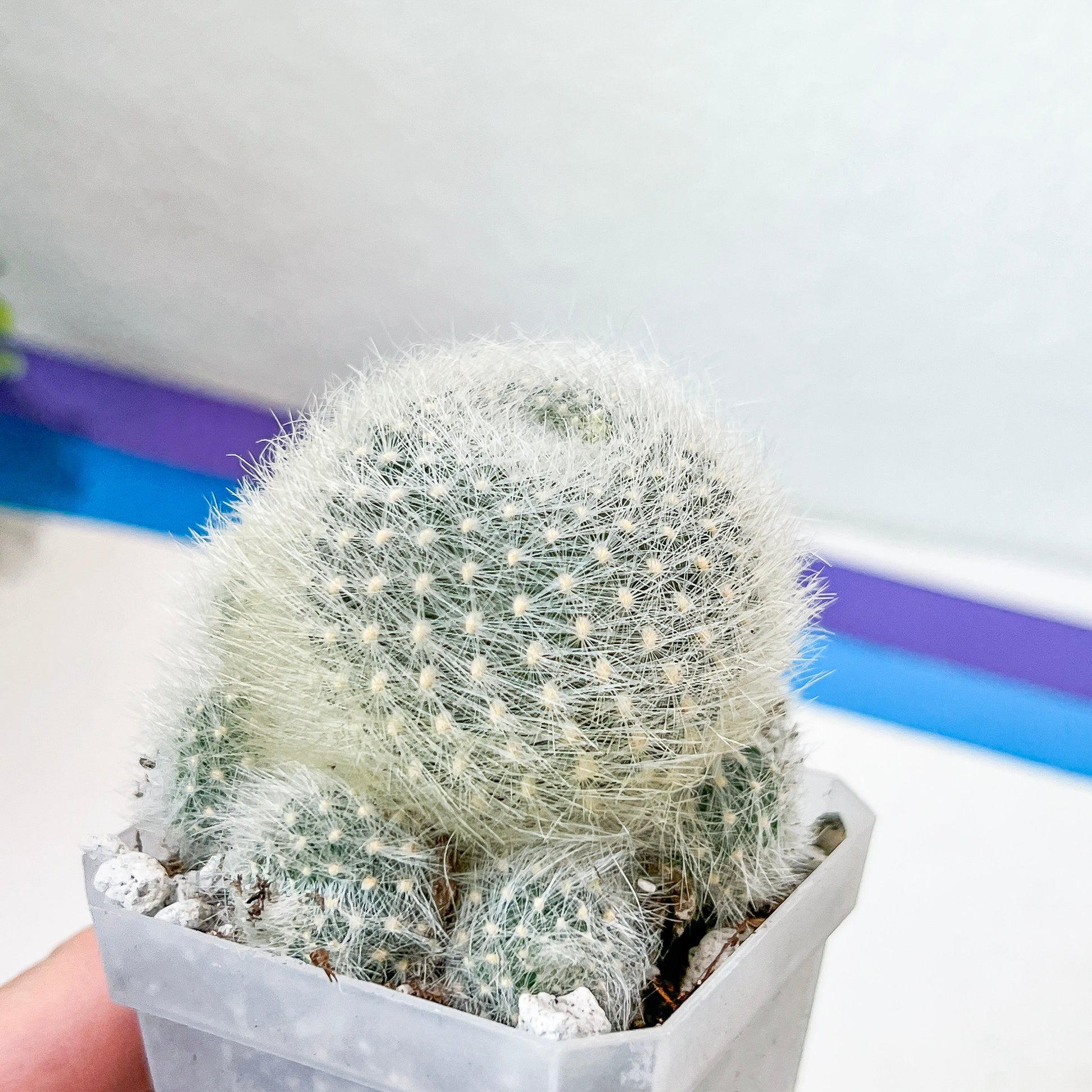 Rebutia Albipilosa Fluffy (#P9) | northern Argentina Cactus | 2.8Inch Planter