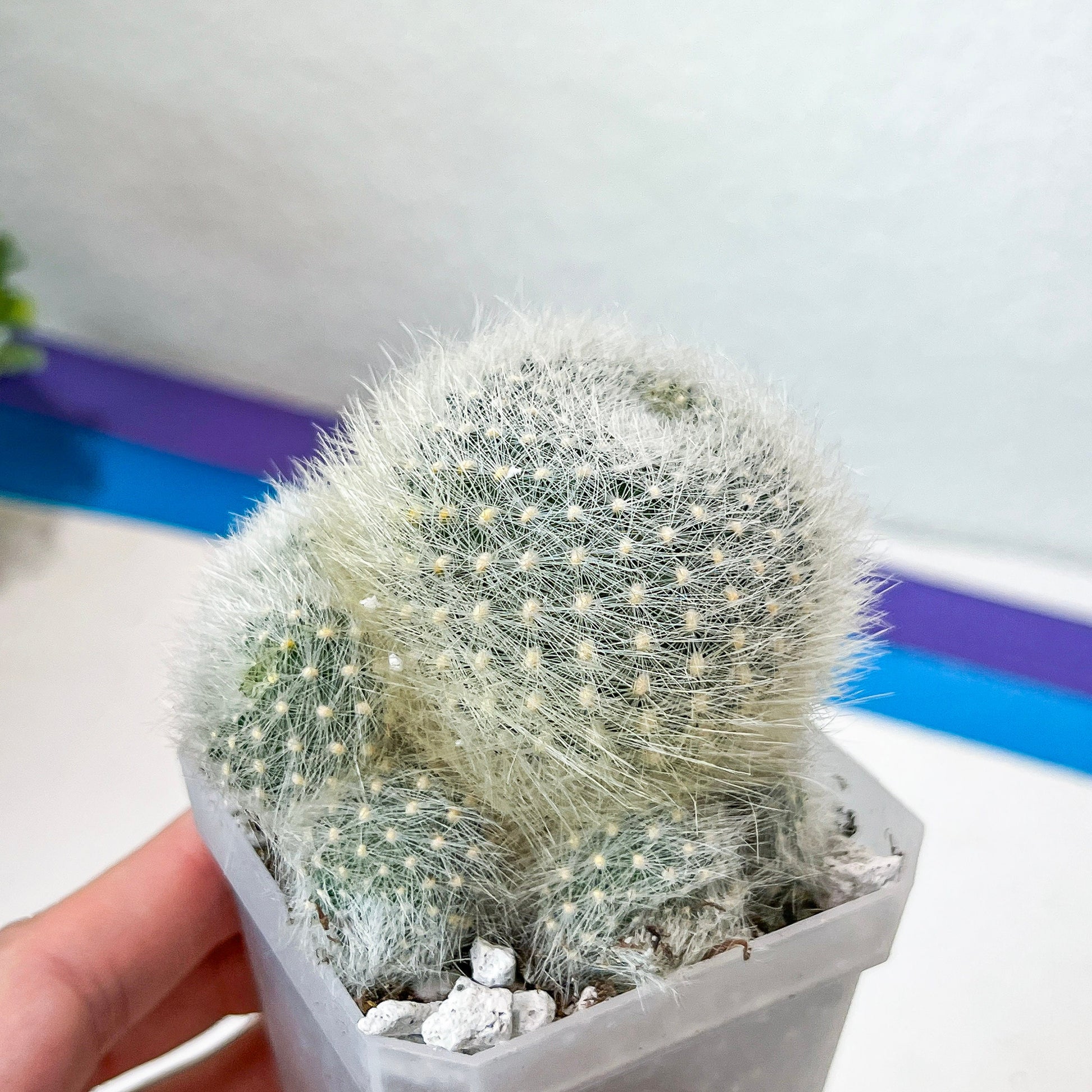 Rebutia Albipilosa Fluffy (#P9) | northern Argentina Cactus | 2.8Inch Planter