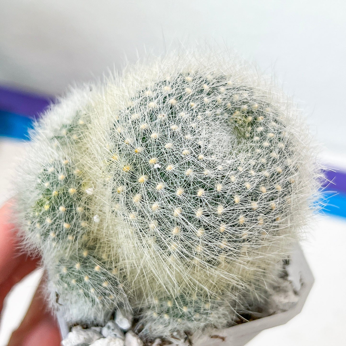 Rebutia Albipilosa Fluffy (#P9) | northern Argentina Cactus | 2.8Inch Planter