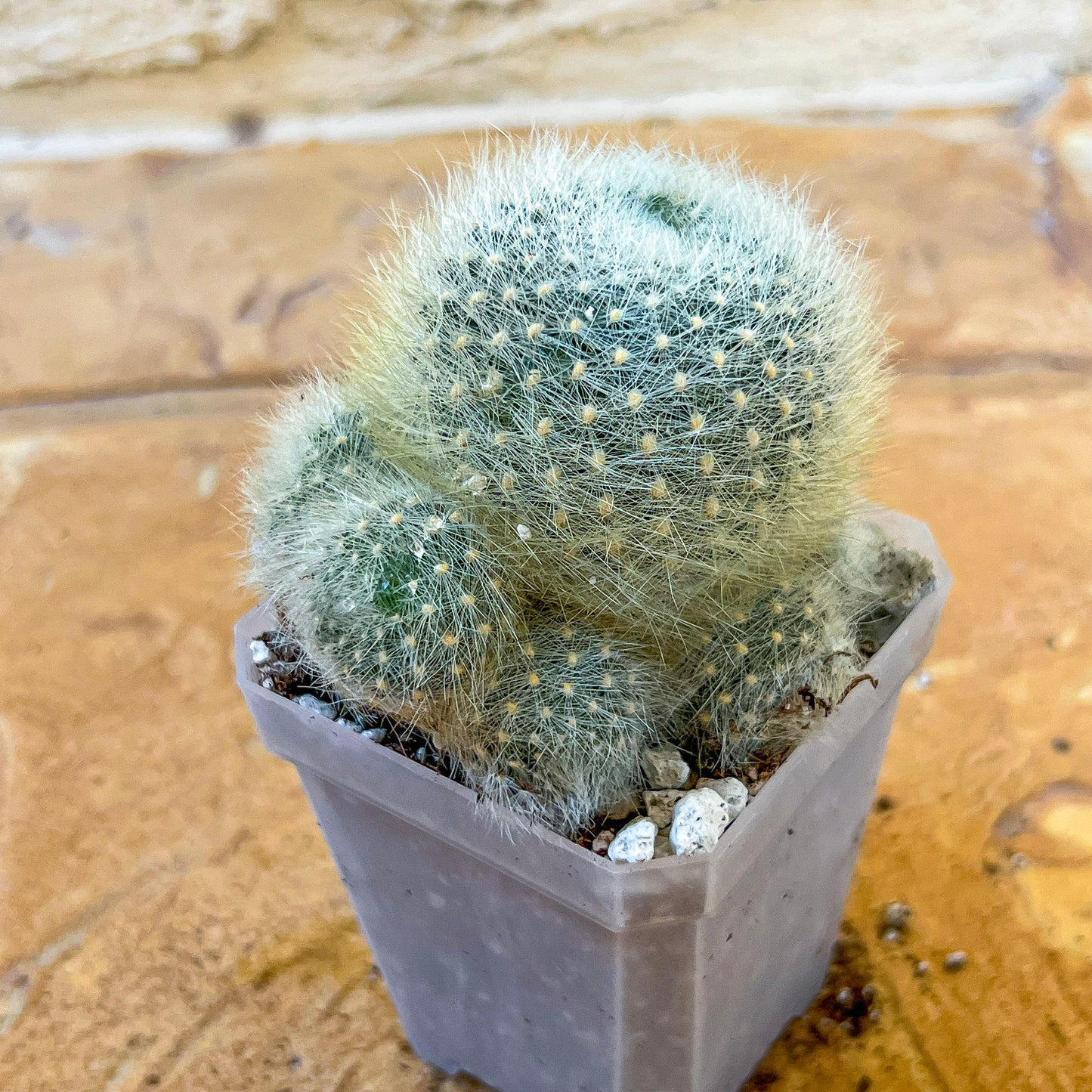 Rebutia Albipilosa Fluffy (#P9) | northern Argentina Cactus | 2.8Inch Planter