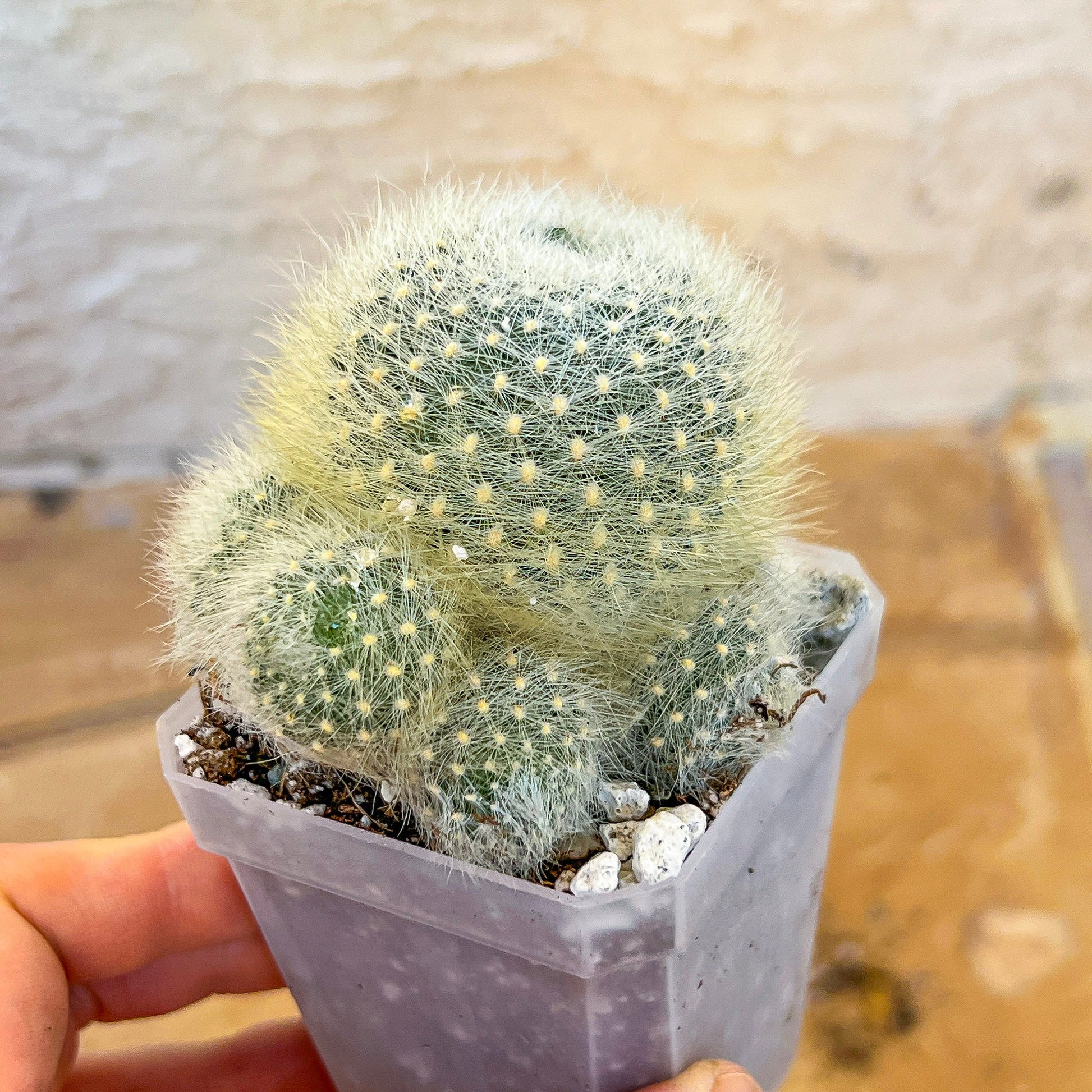 Rebutia Albipilosa Fluffy (#P9) | northern Argentina Cactus | 2.8Inch Planter