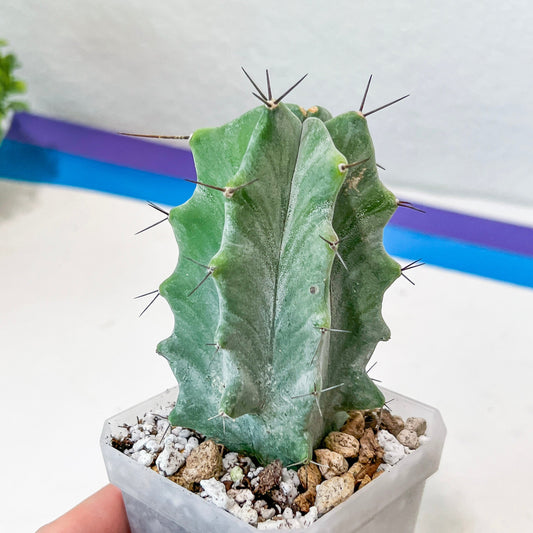 Rare Cactus Steocereus Pruinosus (#P10) | Gray Ghost Organ Pipe | 2.8Inch Planter