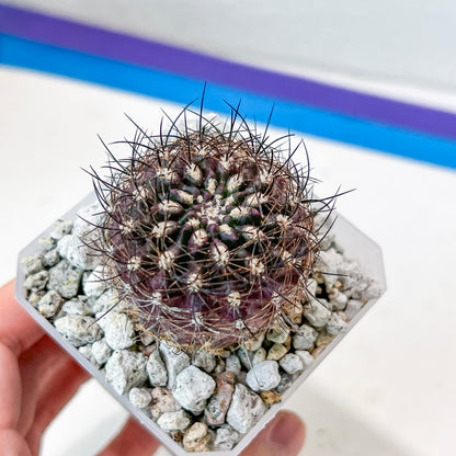 Neoporteria Bicolor or Eriosyce Islayensis (#P12) | Cotton Cactus | Fluffy Cactus | 2.8Inch Planter