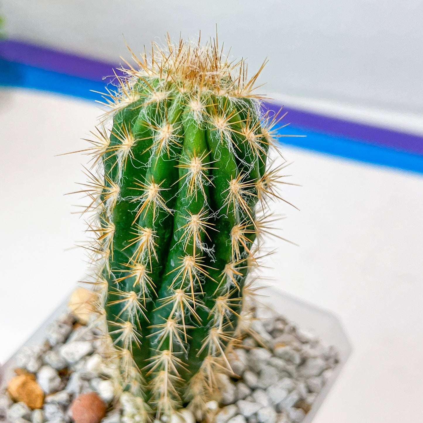 Pilosocereus Gounellei (#P15) | South American Cacti | blue-green Cactus | 2.8Inch Planter