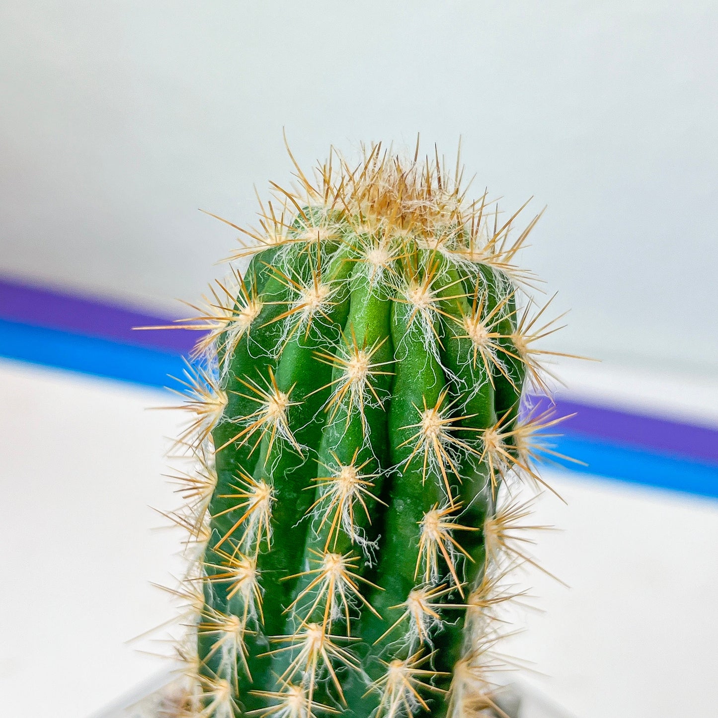 Pilosocereus Gounellei (#P15) | South American Cacti | blue-green Cactus | 2.8Inch Planter