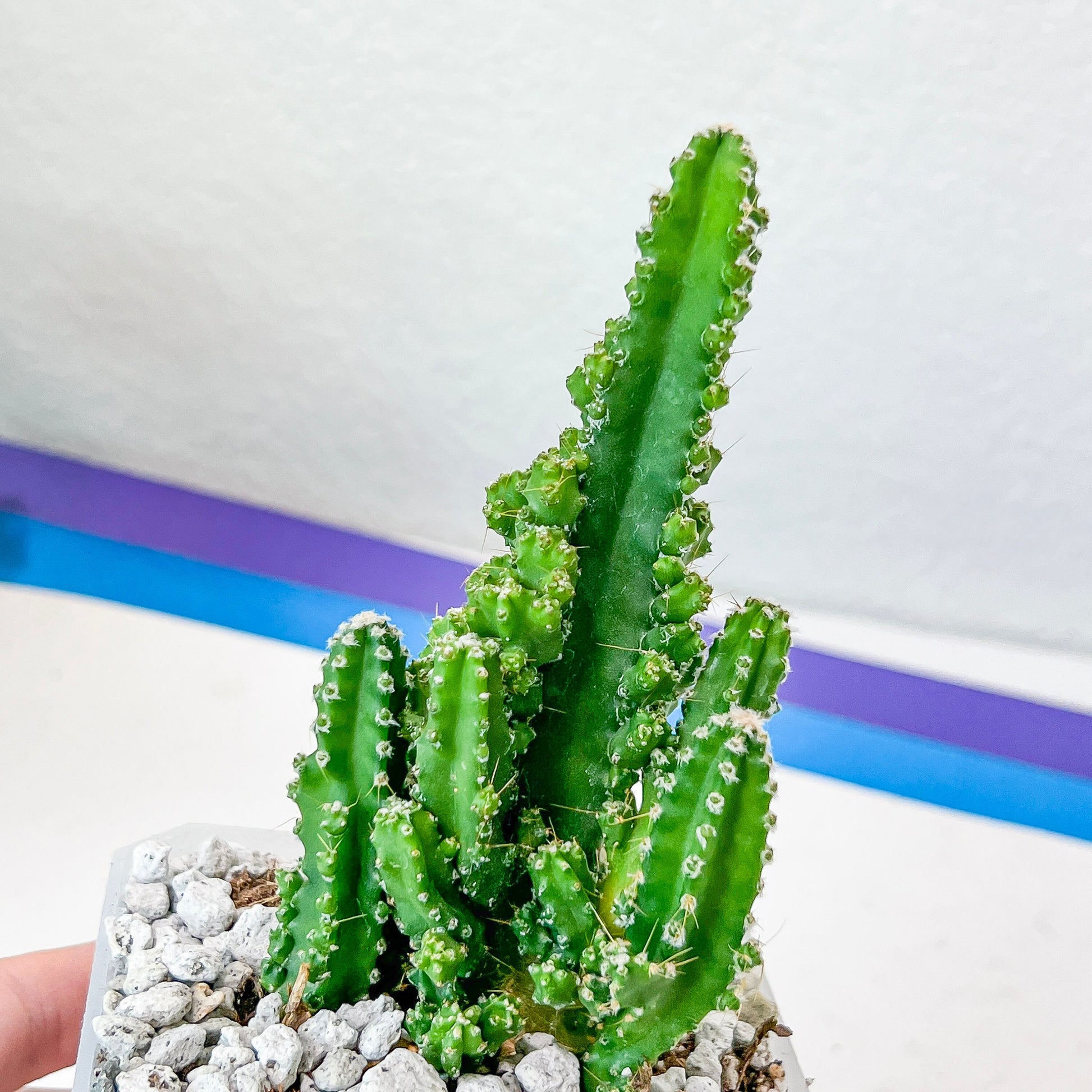 Acanthocereus tetragonus (#P16) | Fairy Castle Cactus | 4 Inch Planter