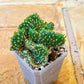 HARD TO FIND - Opuntia Subulata Cristata Snow Ridge (#p19) | Prickly Pear Cactus | 2.8 Inch Planter
