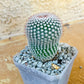 Rare Cactus - Parodia Scopa (#P24) | silvery spined cactus | Brazilain Cactus | 4 Inch Planter