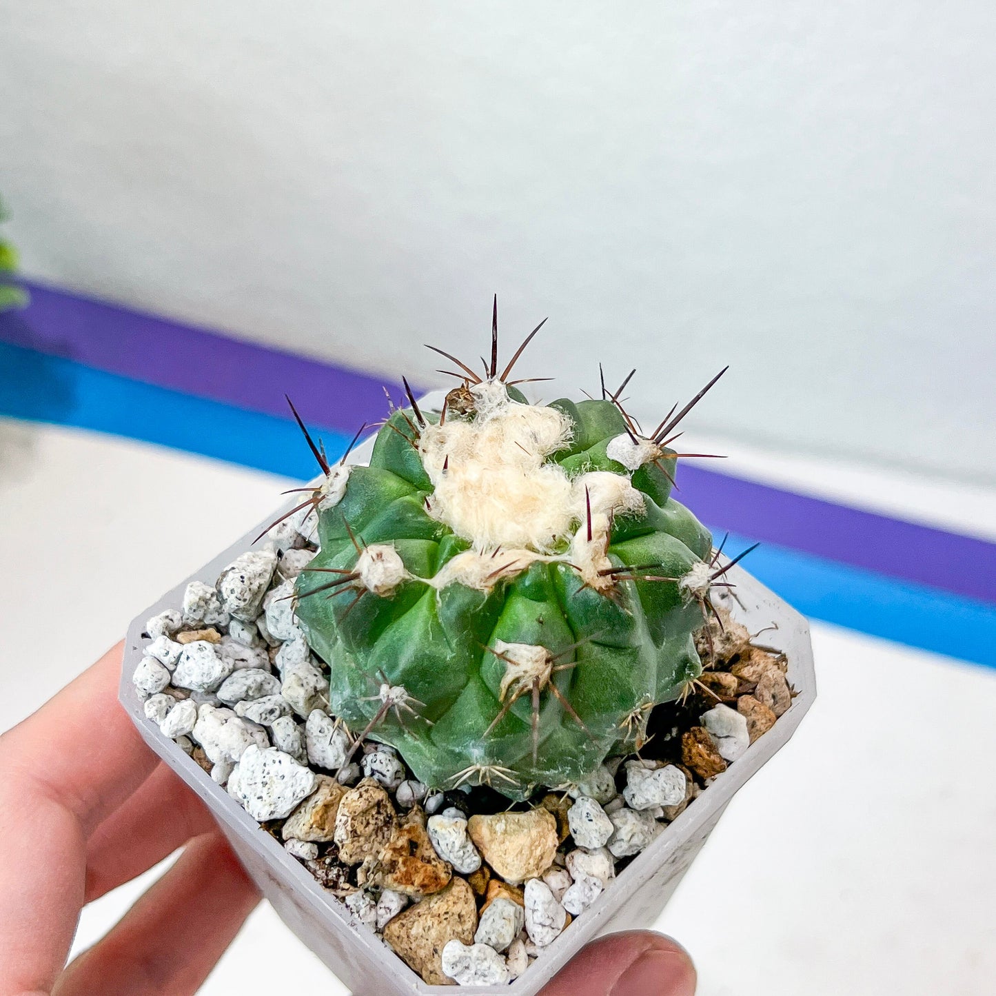 Rare Copiapoa Humilis var. Esmeraldana (#P27) | Chile Cactus | 2.8 Inch Planter