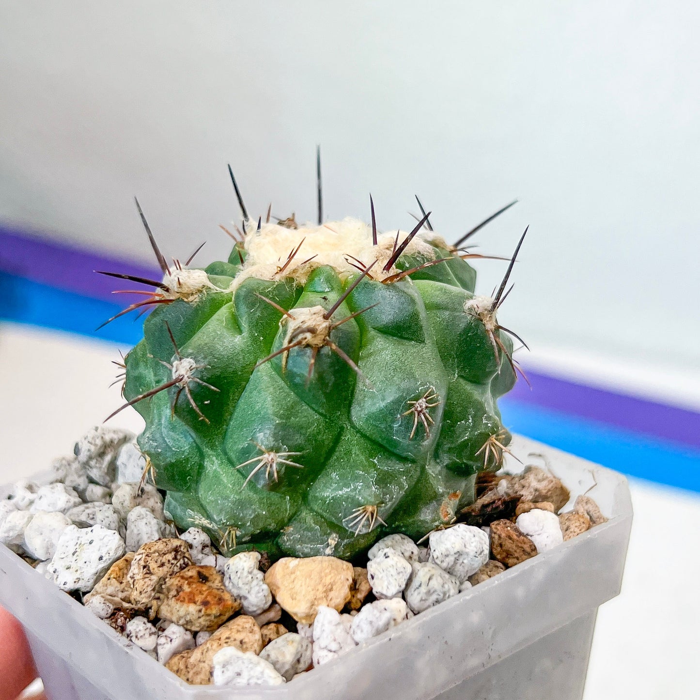 Rare Copiapoa Humilis var. Esmeraldana (#P27) | Chile Cactus | 2.8 Inch Planter