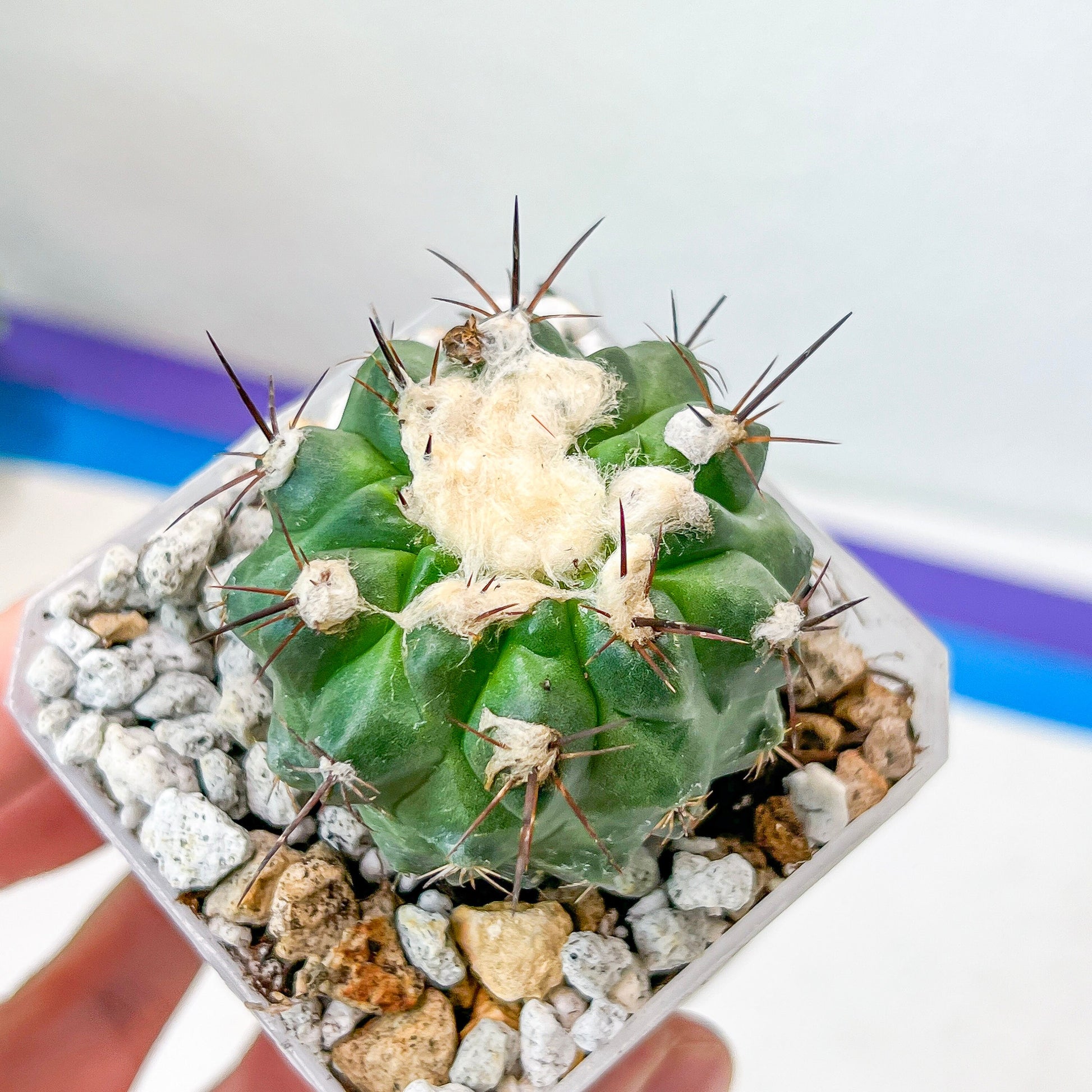 Rare Copiapoa Humilis var. Esmeraldana (#P27) | Chile Cactus | 2.8 Inch Planter