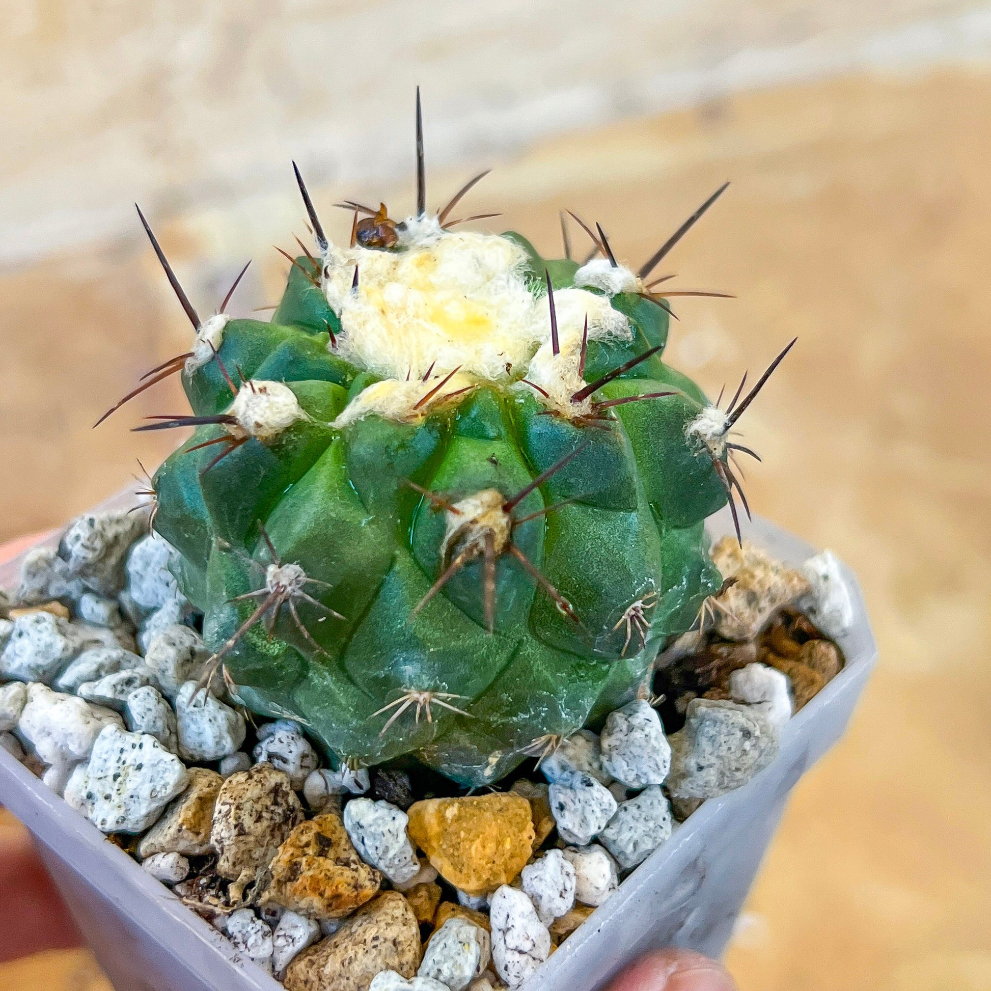 Rare Copiapoa Humilis var. Esmeraldana (#P27) | Chile Cactus | 2.8 Inch Planter