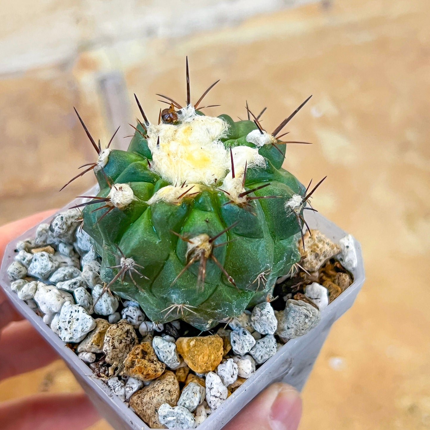 Rare Copiapoa Humilis var. Esmeraldana (#P27) | Chile Cactus | 2.8 Inch Planter