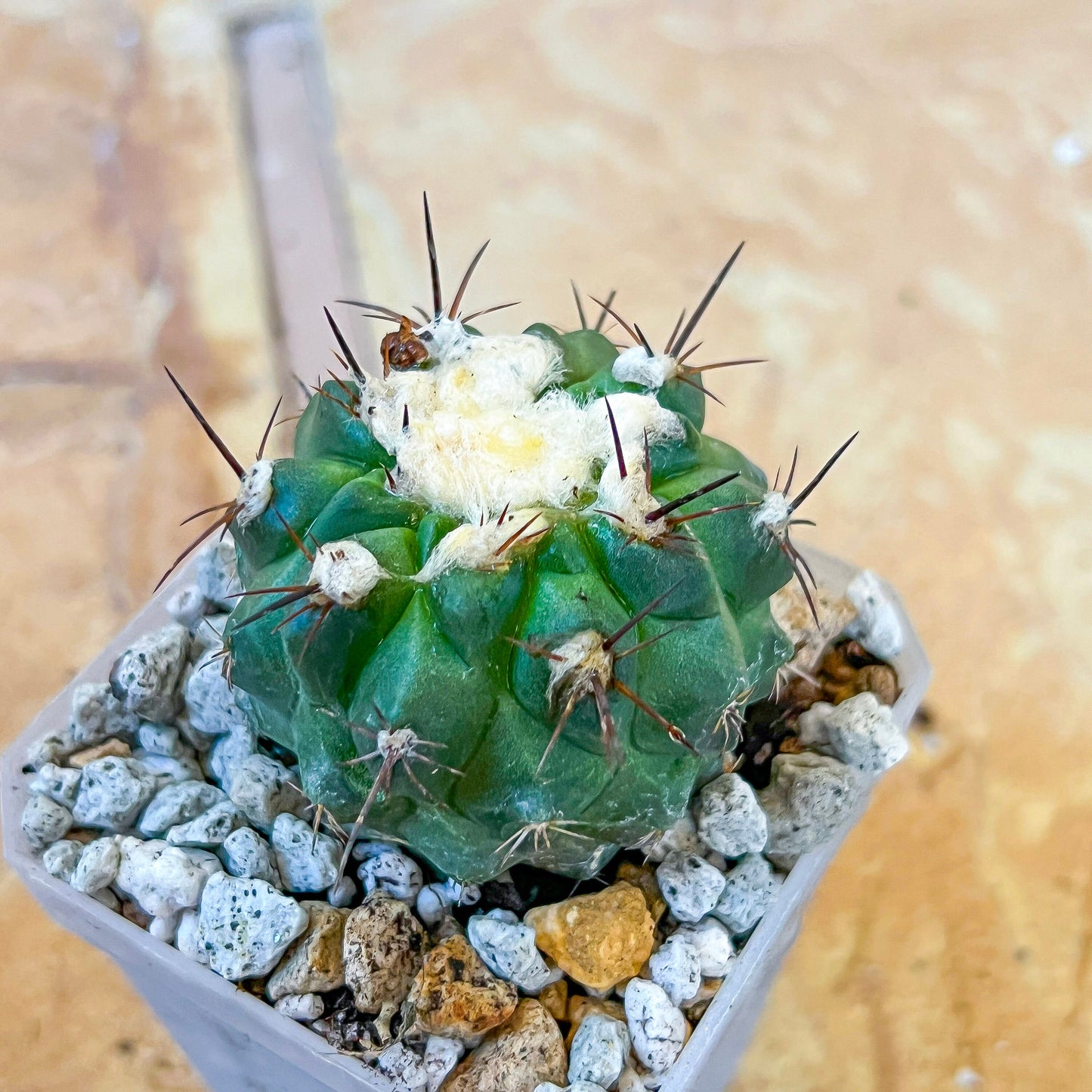 Rare Copiapoa Humilis var. Esmeraldana (#P27) | Chile Cactus | 2.8 Inch Planter