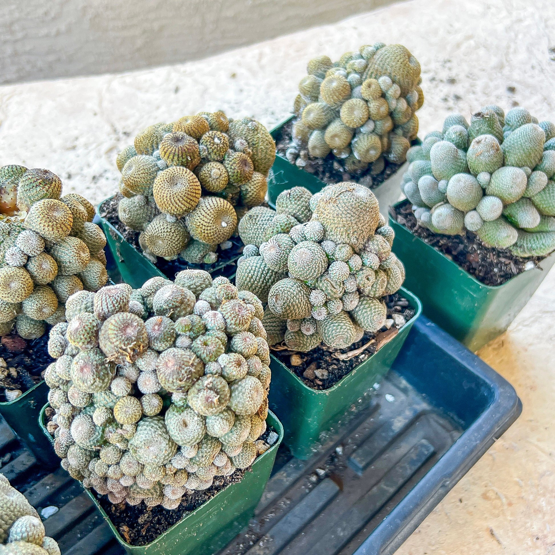 Rebutia Heliosa Cluster (V3) | Clumping Cactus | Rare Cactus | Very Rare Import
