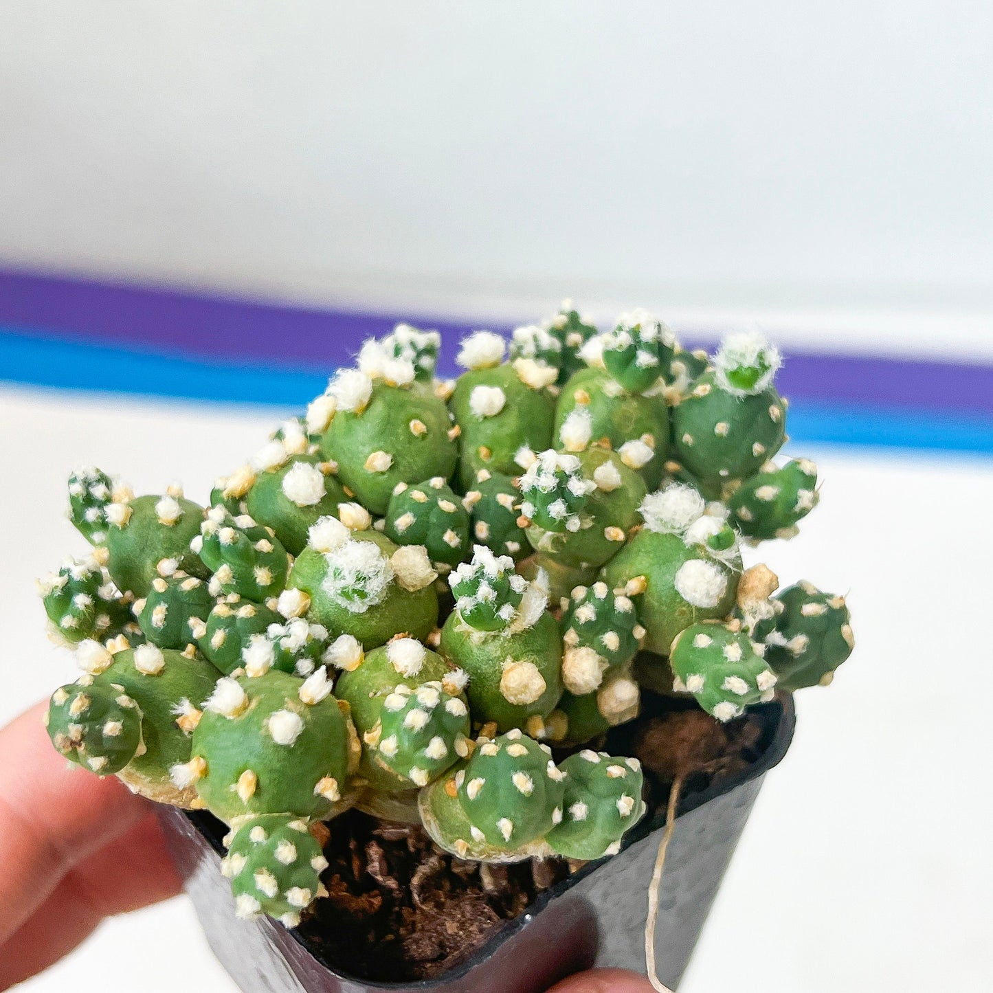 Tephrocactus Rossianus (#M64) | Drought-Tolerant | Rare Succulent Cactus Plants