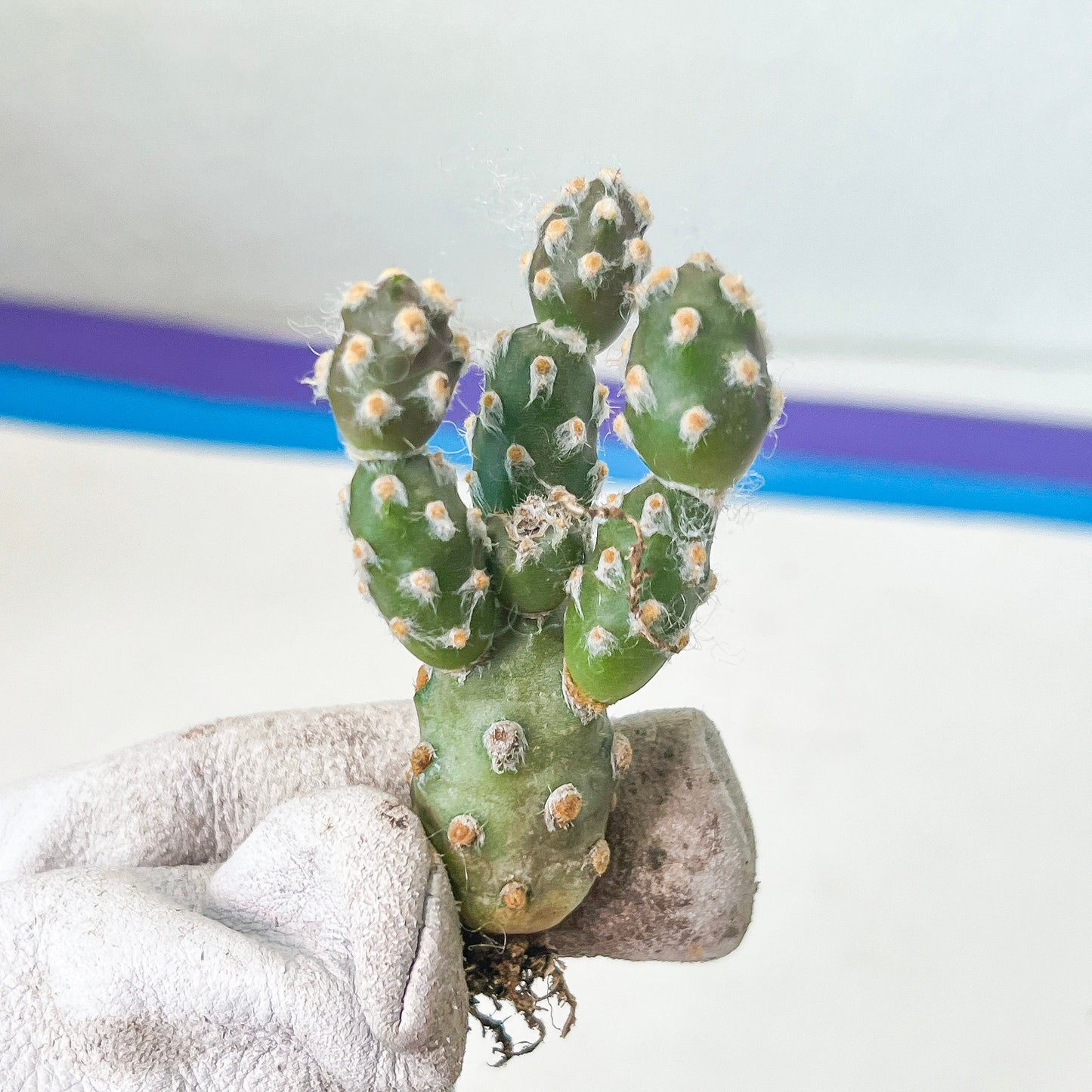 Maihueniopsis minuta Cactus - Rare cactus succulent plant (#V6) | Drought-Tolerant | In 2Inch Planter