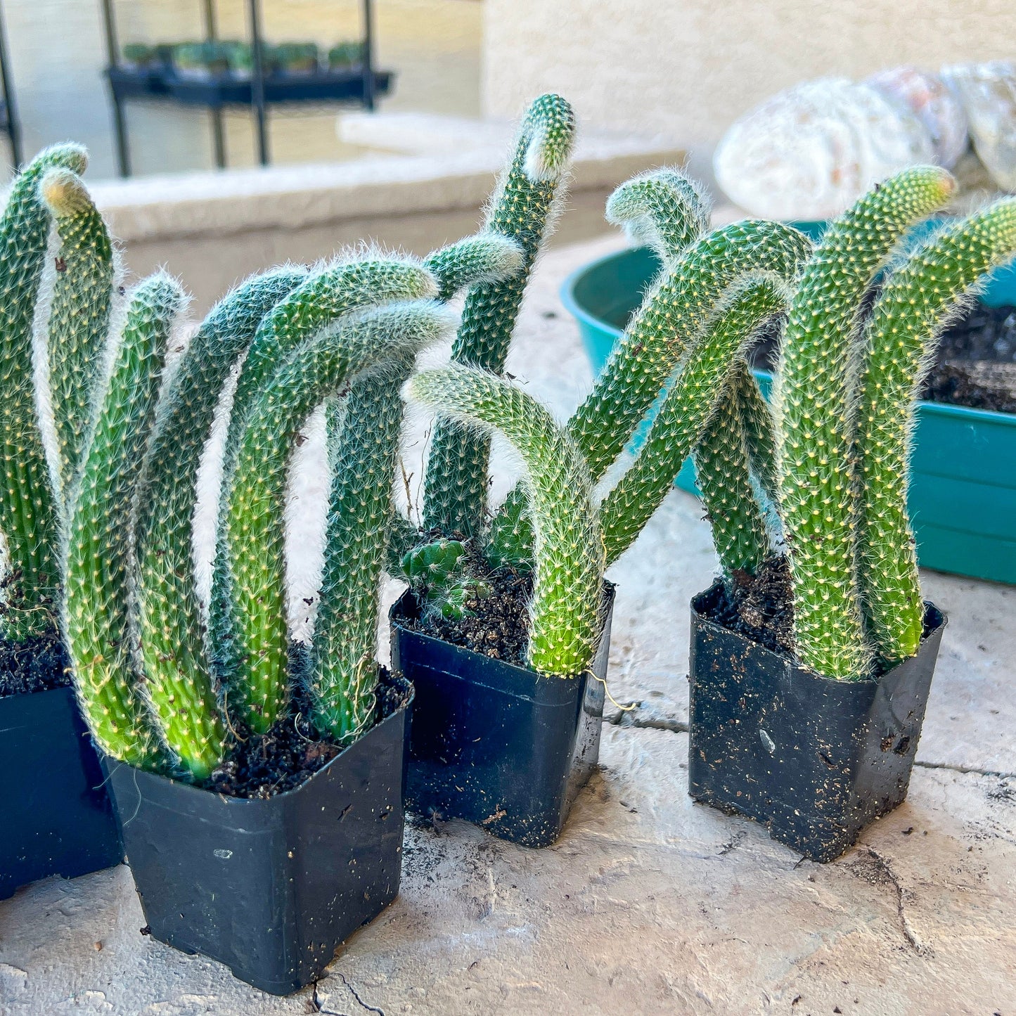 Cleistocactus Colademononis - Monkey Tail Cactus (#V2) | Drought-Tolerant | 4+ Tails