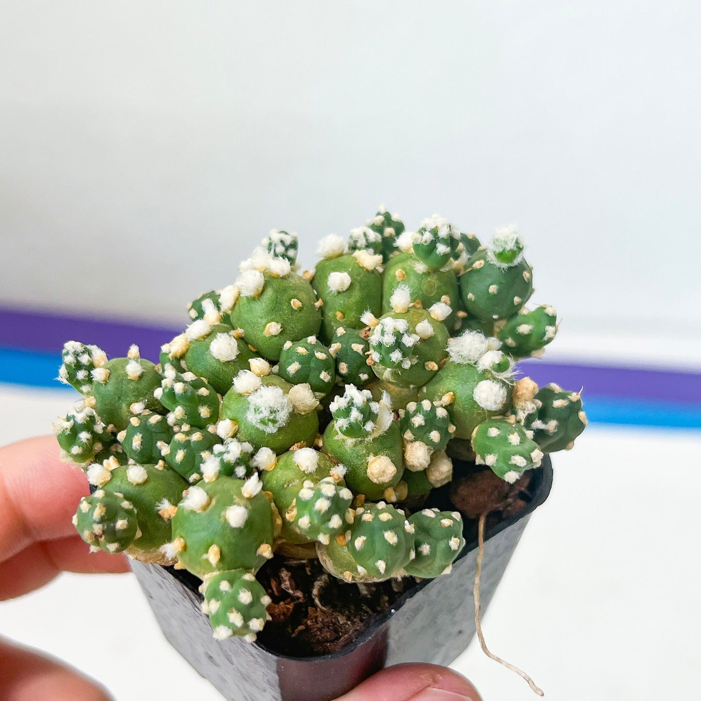 Tephrocactus Rossianus (#M64) | Drought-Tolerant | Rare Succulent Cactus Plants