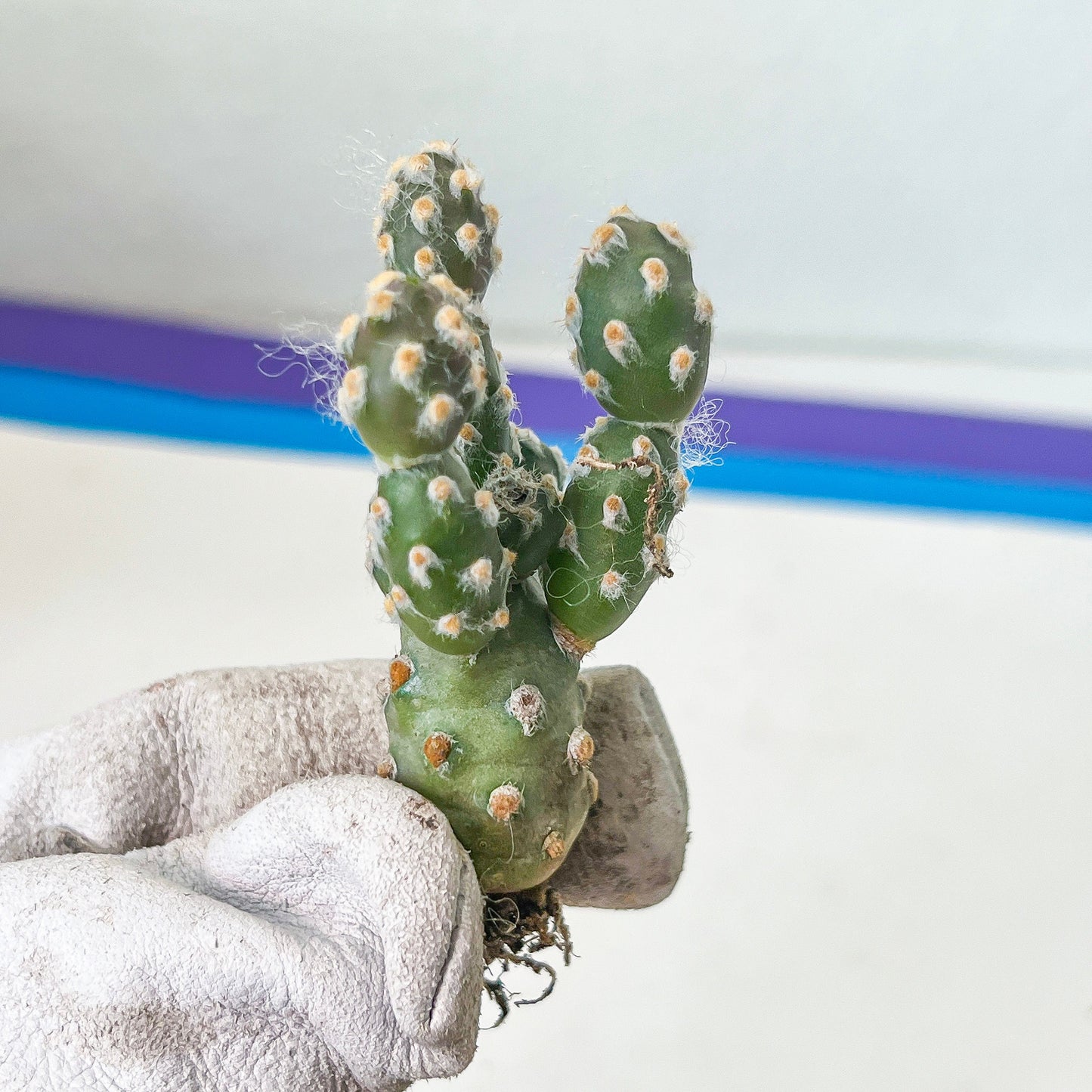 Maihueniopsis minuta Cactus - Rare cactus succulent plant (#V6) | Drought-Tolerant | In 2Inch Planter