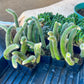 Cleistocactus Colademononis - Monkey Tail Cactus (#V2) | Drought-Tolerant | 4+ Tails