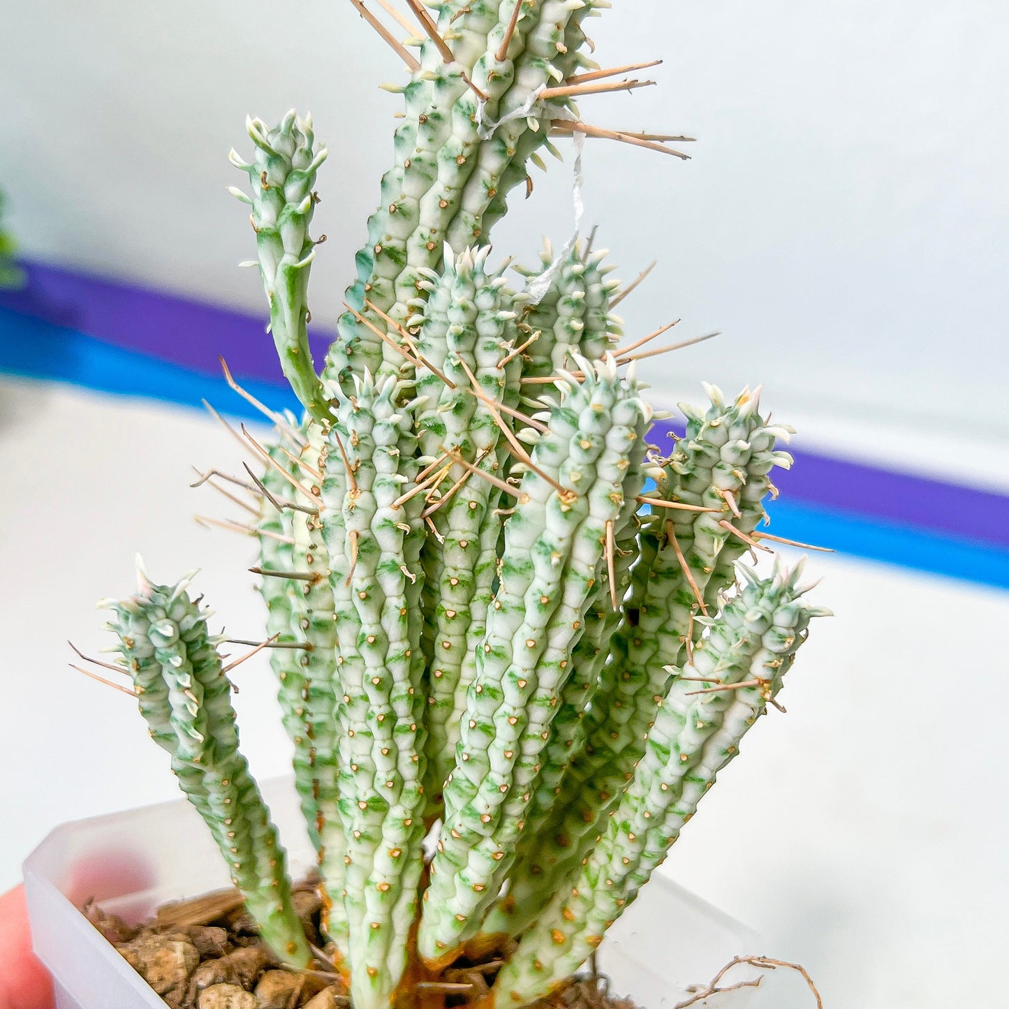 Large Mammillaris Variegata (#M9) | Indoor Cactus | White Variegated