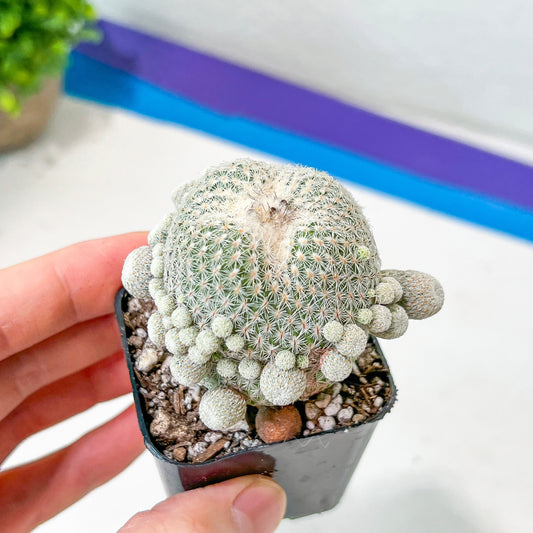 Epithelantha Micromeris (#M64) | Cotton Cactus | Ball Cactus