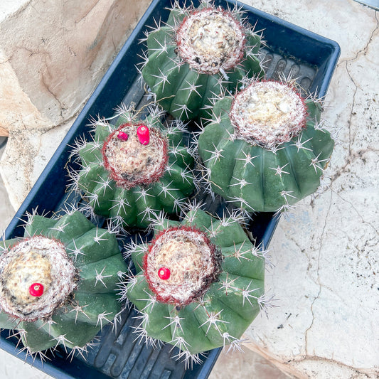 Matanzanus White Cup (#M5) | Turks Cap Cactus | Melon Cactus