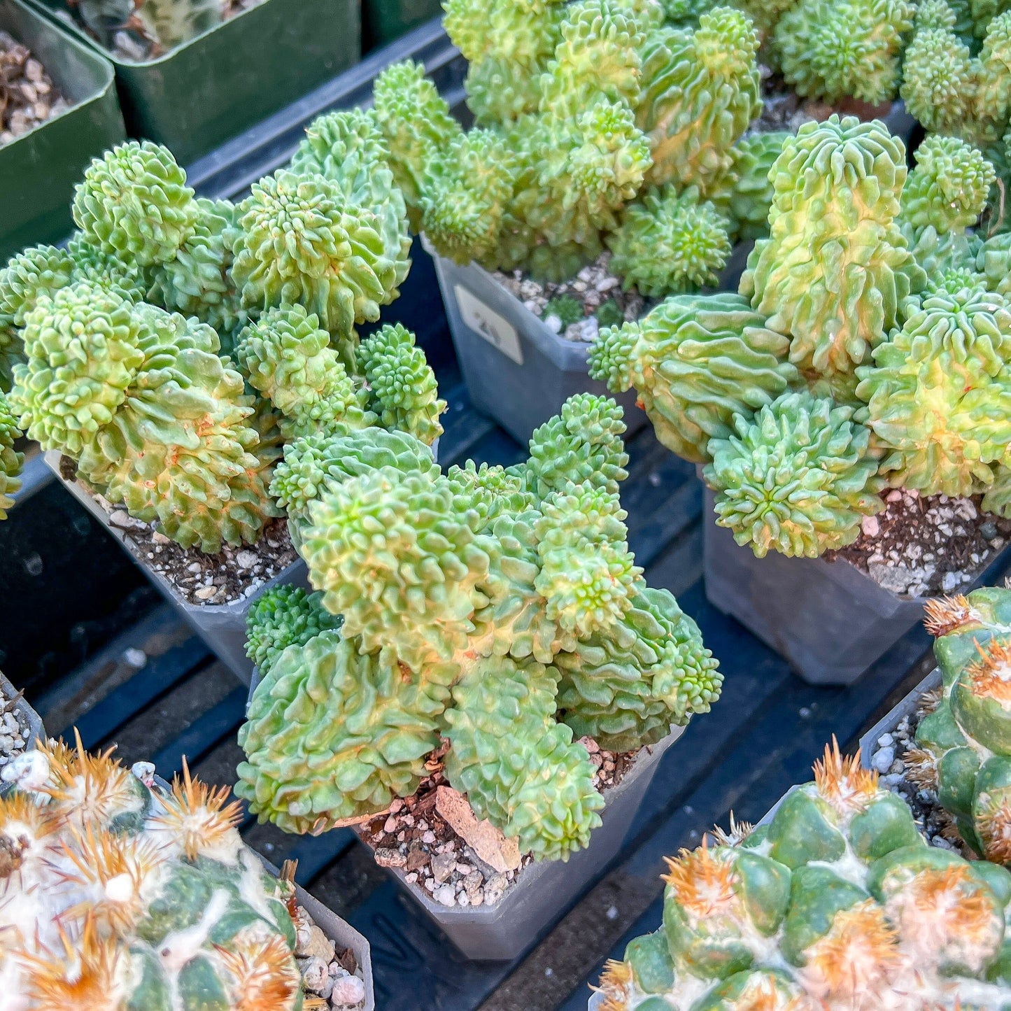 Echinofossulocactus Inermis (#M1) | Cotton Cactus | Ball Cactus