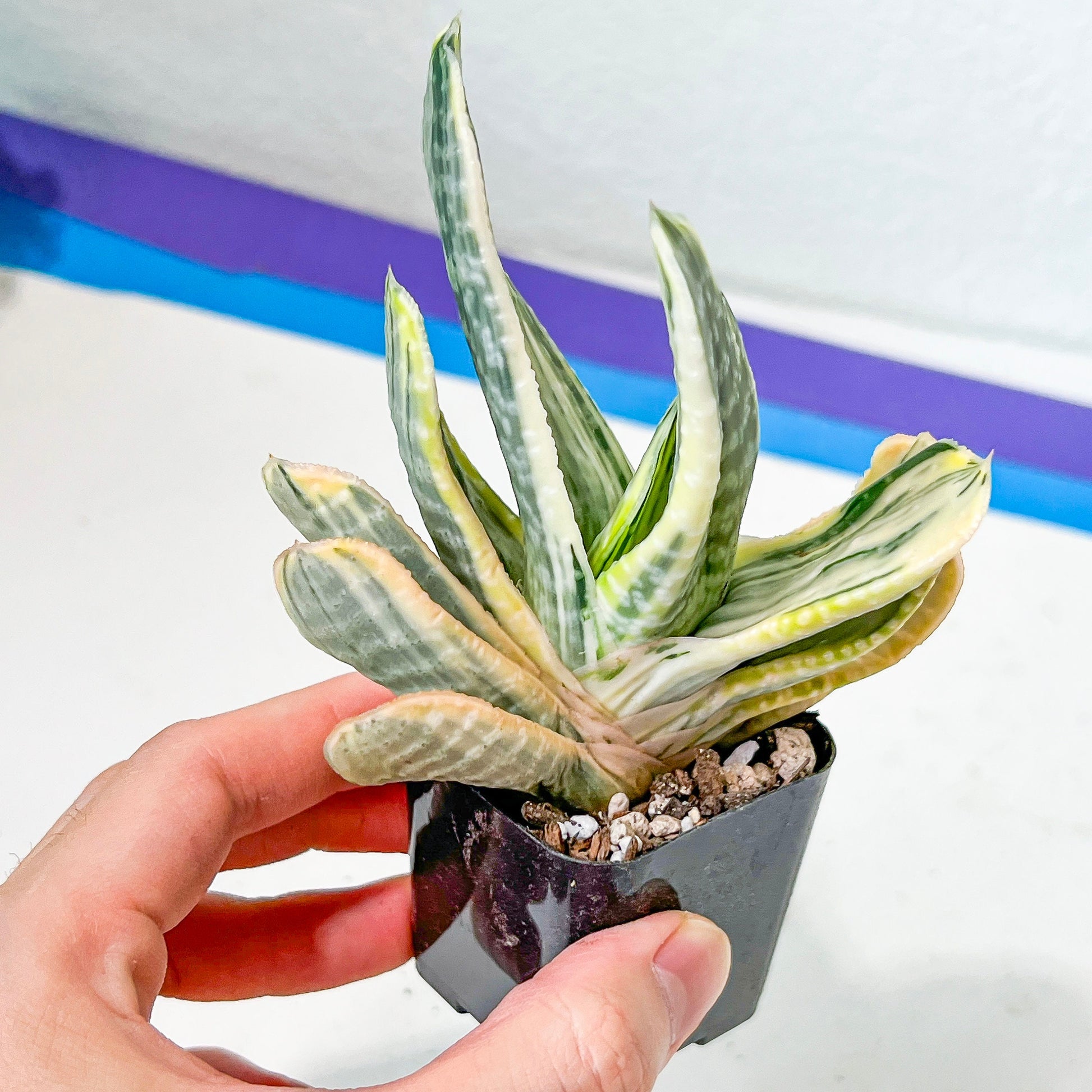 Gasteria Nigricans Variegata | South African Plants | Imported Plants