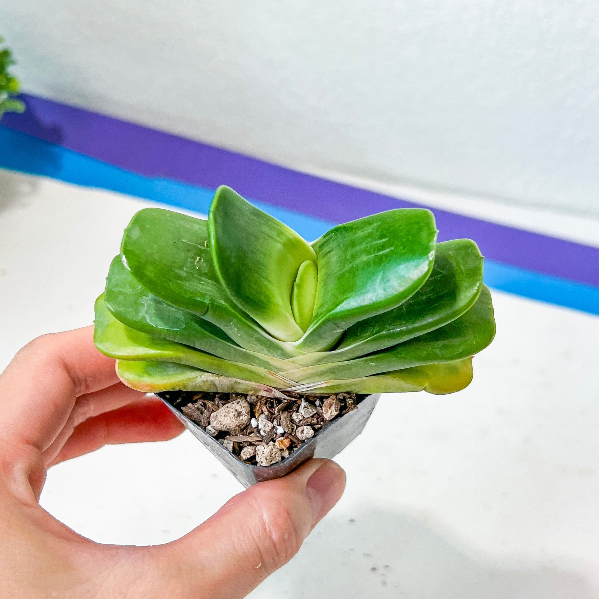 Gasteria Hybrid Tigerspot (#B1) | South African Plants | Imported Plants