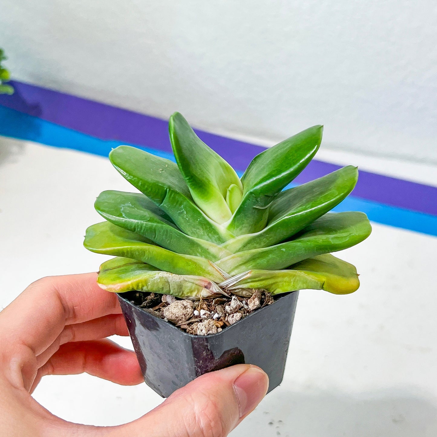 Gasteria Hybrid Tigerspot (#B1) | South African Plants | Imported Plants