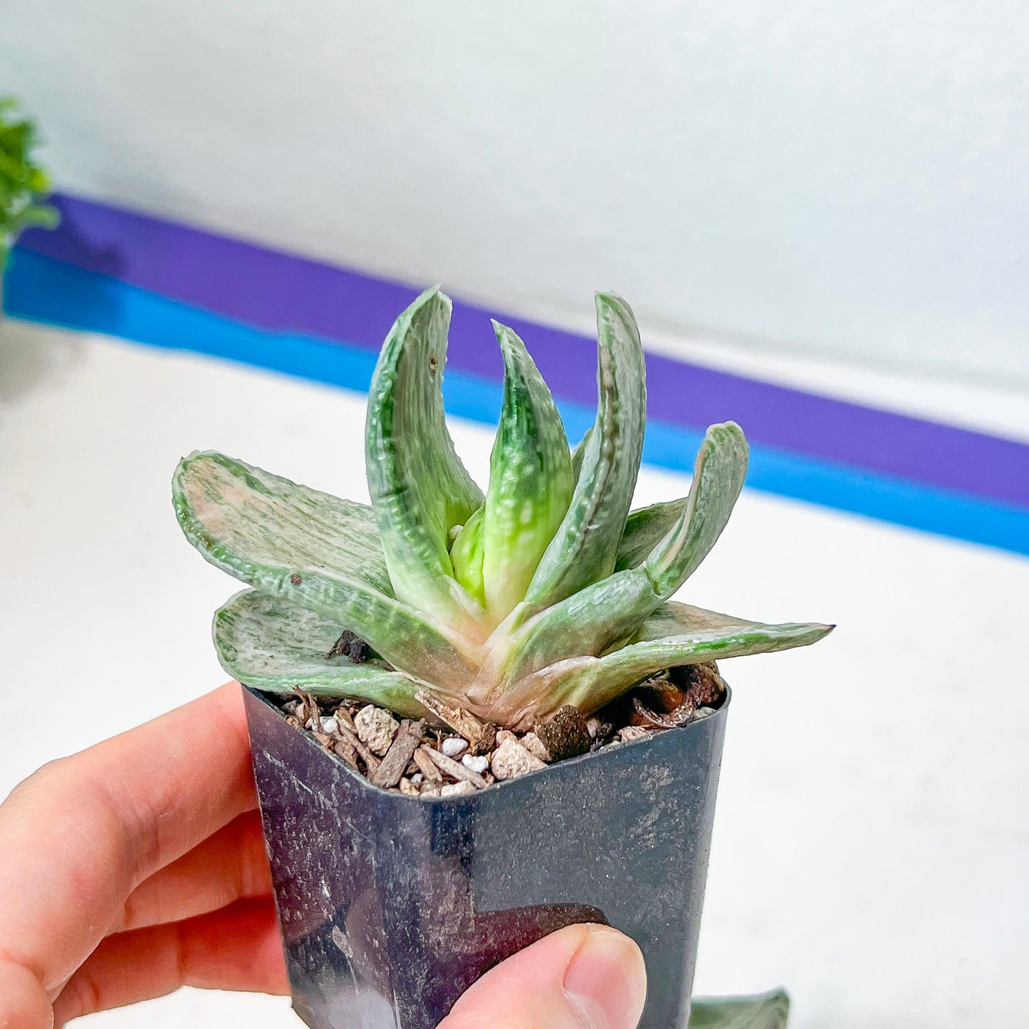 Gasteria Nigrican White (#B3) | South African Plants | Imported Plants