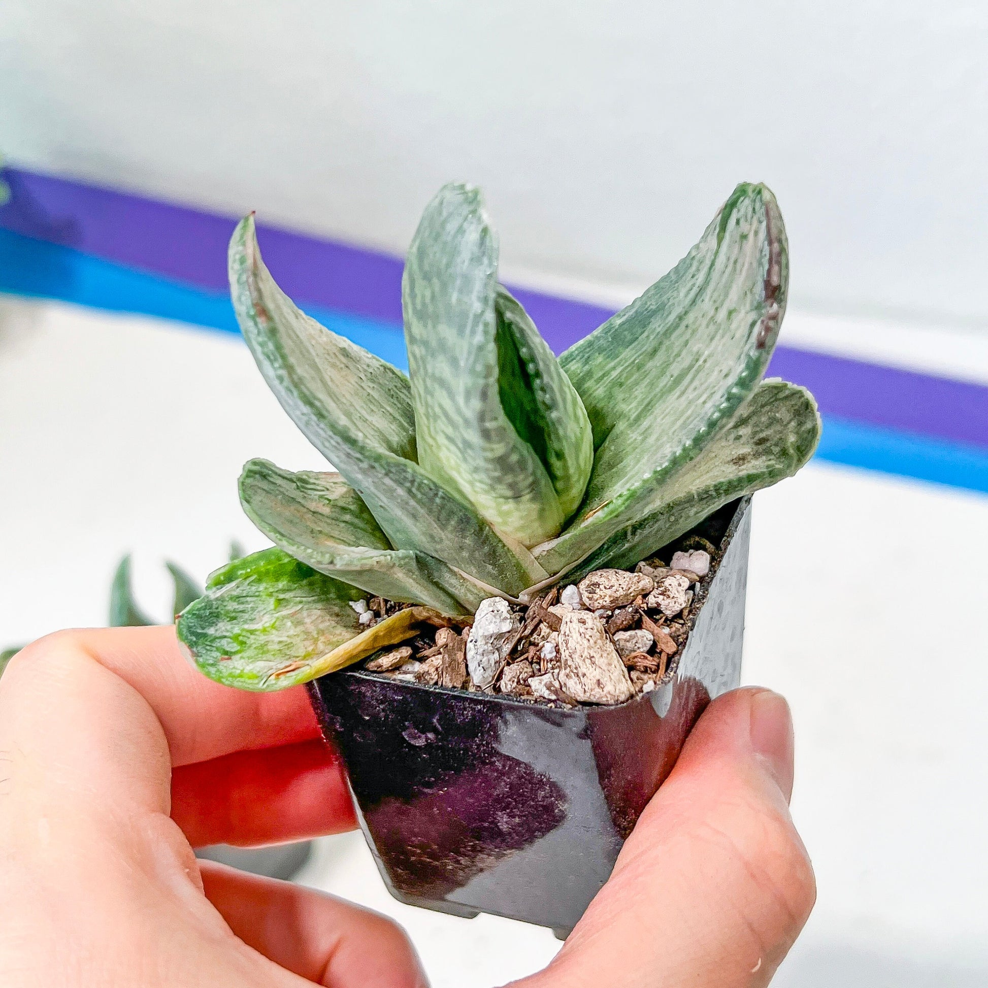 Gasteria Nigrican White (#B3) | South African Plants | Imported Plants