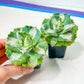 Agave Ohiraijin Shiro (#V4) | Mexican Plants | Imported Rare Agave | 2Inch Planter