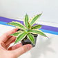 Agave Silonacanta (#V3) | Mexican Plants | Imported Rare Agave | 2Inch Planter
