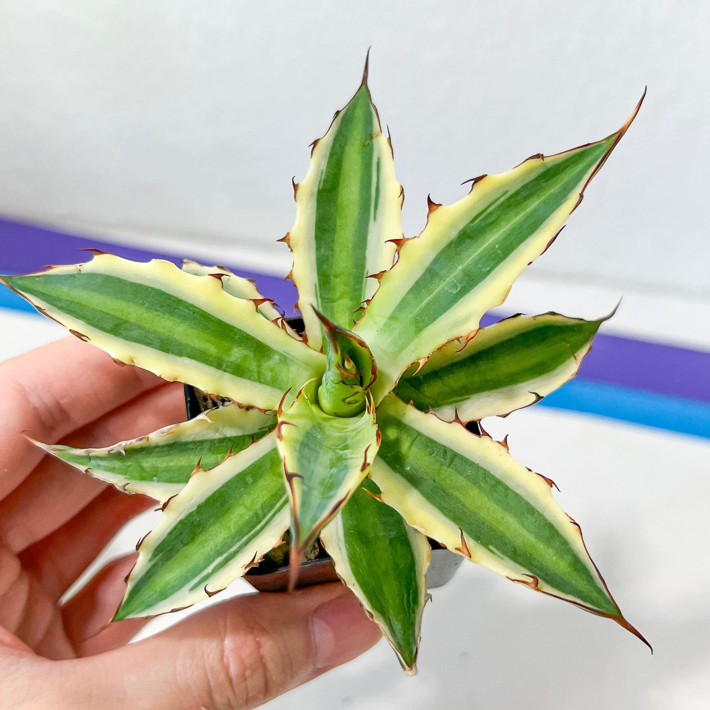 Agave Silonacanta (#V3) | Mexican Plants | Imported Rare Agave | 2Inch Planter