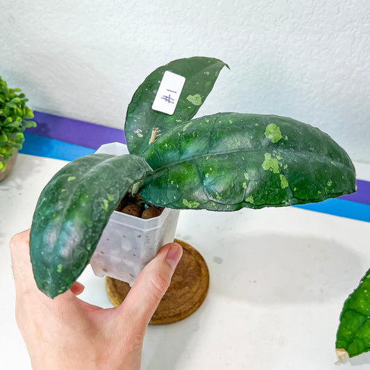 Hoya Sp. Nong Nooch (#LA1~3) | Rare Imported Hoyas | Fast growing Indoor Plants | 3 Inch Pots/Leca Included