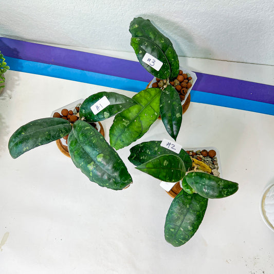 Hoya Sp. Nong Nooch (#LA1~3) | Rare Imported Hoyas | Fast growing Indoor Plants | 3 Inch Pots/Leca Included