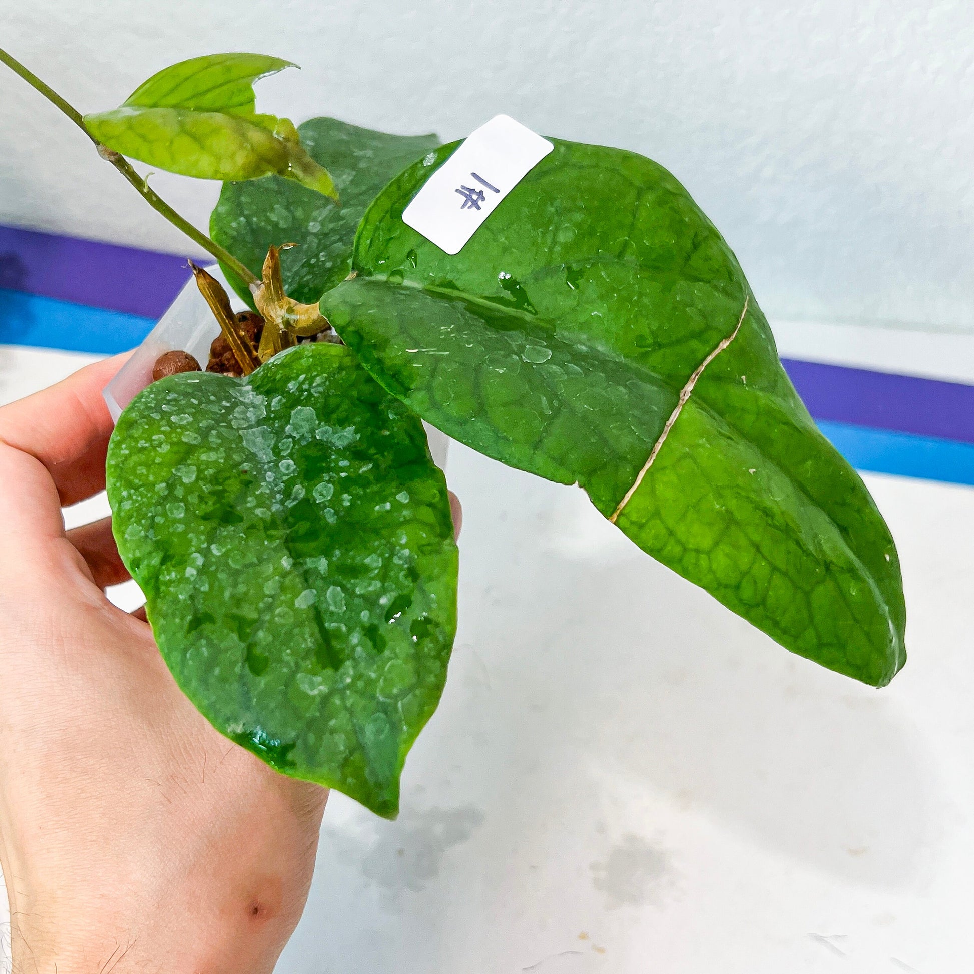 Hoya Patcharawalai 029 (#LB1~2) | Rare Imported Hoyas | Fast growing Indoor Plants | 3 Inch Pots/Leca Included